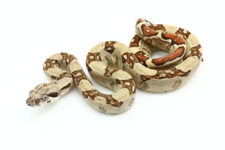 Jungle Boa for Sale online