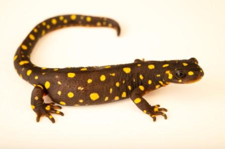 Kurdistan Newt for Sale