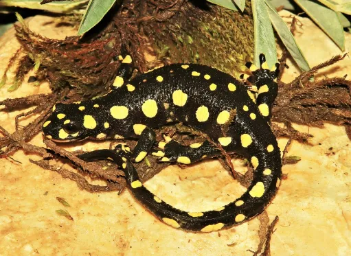 Lake Urmia Newt for Sale