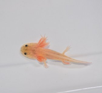 Leucistic Axolotl for Sale
