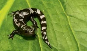 Marbled Salamander for sale