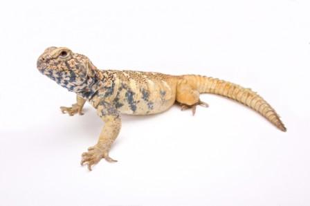 Omani Uromastyx for sale
