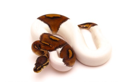Piebald Ball Python for Sale