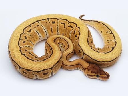 Pinstripe Ball Python for Sale