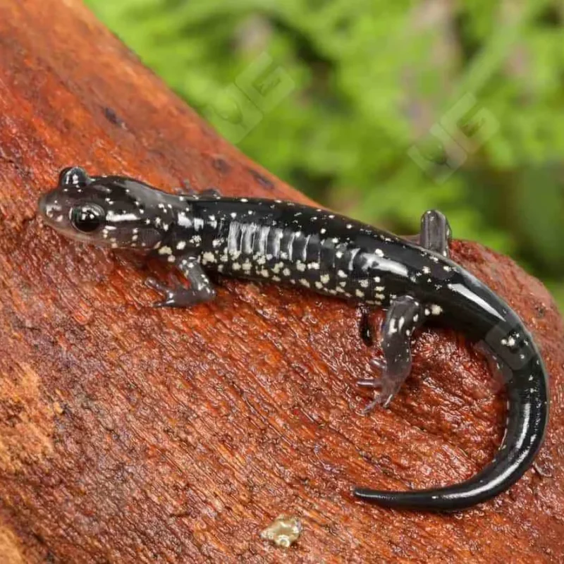 Slimy Salamander for Sale