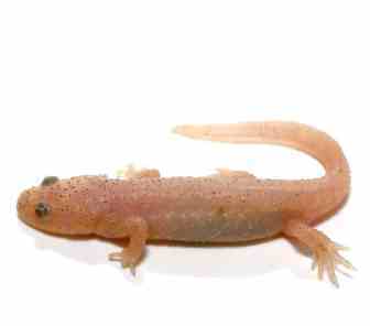 Spanish (Iberian) Ribbed Newt for Sale