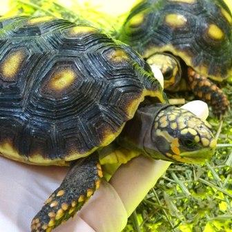 Yellow-Foot Tortoise for Sale